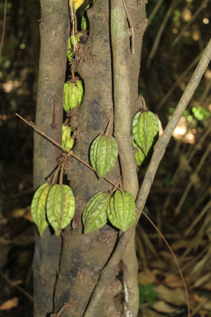 Kakaobohnen in freier Wildbahn